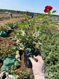 高度30厘米月季