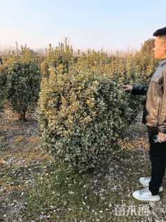 冠幅200厘米金边黄杨球