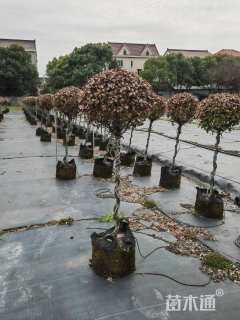 50厘米风车茉莉