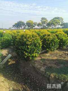 冠幅80厘米金森女贞球