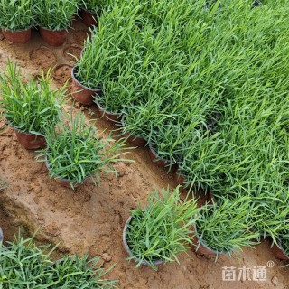 高度25厘米常夏石竹