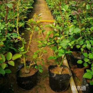 高度50厘米月季