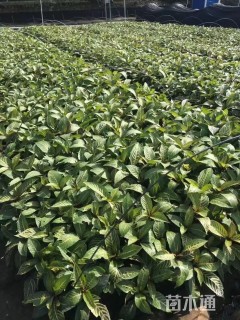 高度20厘米金脉爵床