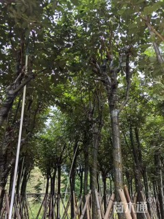 12公分黄花风铃木