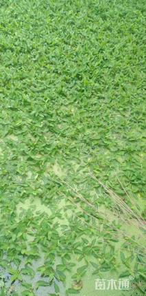 高度30厘米竹叶眼子菜