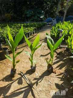 高度25厘米美人蕉