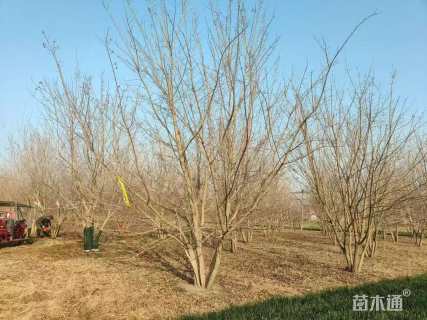 高度500厘米丛生五角枫