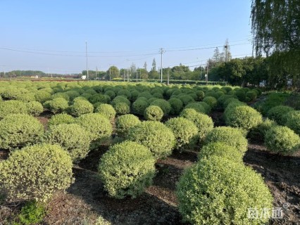 冠幅120厘米银姬小蜡球