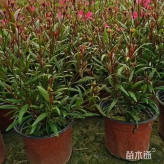 高度30厘米山桃草