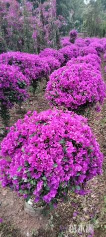 高度150厘米红花三角梅