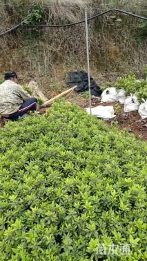 高度30厘米杜鹃