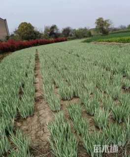 高度50厘米花叶玉蝉花