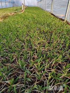 高度15厘米萱草