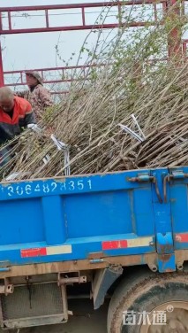 高度160厘米丛生金银木