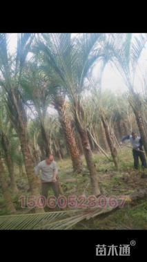 裸干高300厘米三角椰子