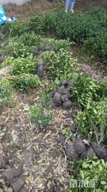 高度40厘米大叶黄杨