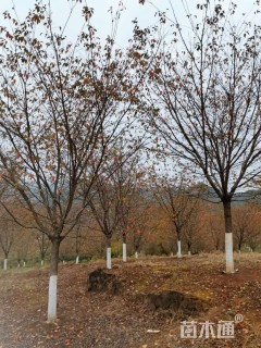 20公分染井吉野樱