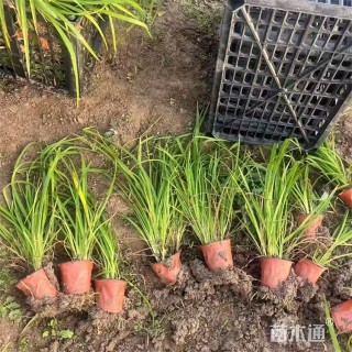 高度25厘米大花萱草