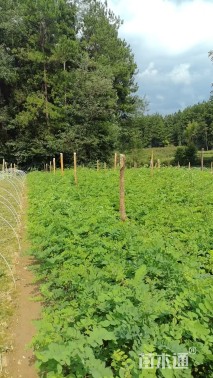 高度80厘米刺槐小苗