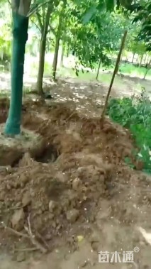 15公分美国红枫