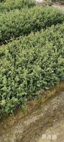 高度25厘米龟甲冬青