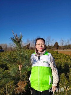 高度200厘米油松