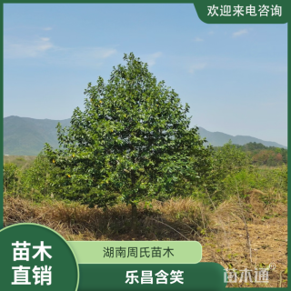 11公分乐昌含笑