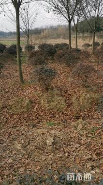 冠幅100厘米红花继木球