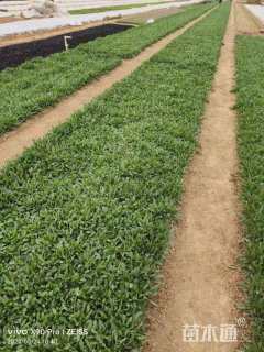 高度15厘米天人菊