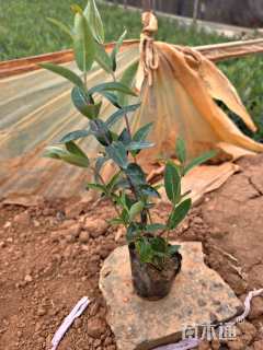 高度30厘米金丝桃