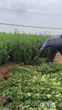 高度90厘米大叶黄杨