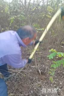 高度50厘米刺槐小苗