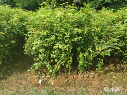 高度50厘米枫香小苗