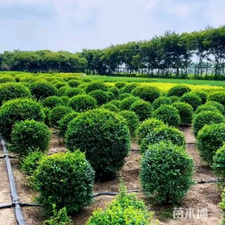 冠幅80厘米小叶女贞球