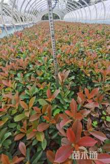 高度25厘米红叶石楠小苗