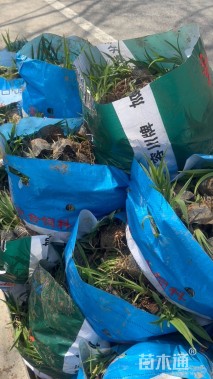 高度20厘米大花萱草