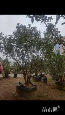 高度300厘米木本绣球