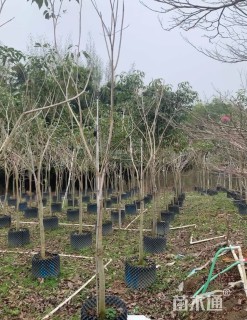 5公分紫花风铃木