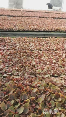 高度5厘米四季海棠