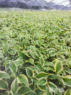 高度25厘米紫花玉簪