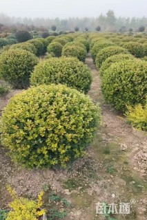 冠幅130厘米瓜子黄杨球