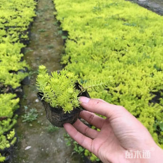 高度50厘米佛甲草
