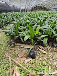 裸干高20厘米棕竹