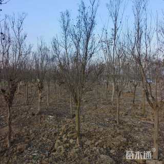 8公分红火箭紫薇