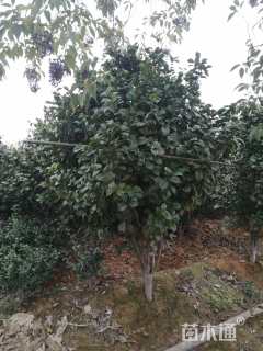 高度200厘米茶花