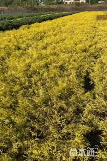 容器苗日本花柏