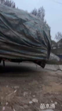 14公分大叶女贞