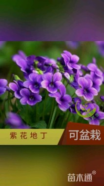 高度15厘米紫花地丁