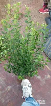 冠幅50厘米卫矛球