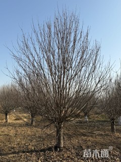 20公分八棱海棠